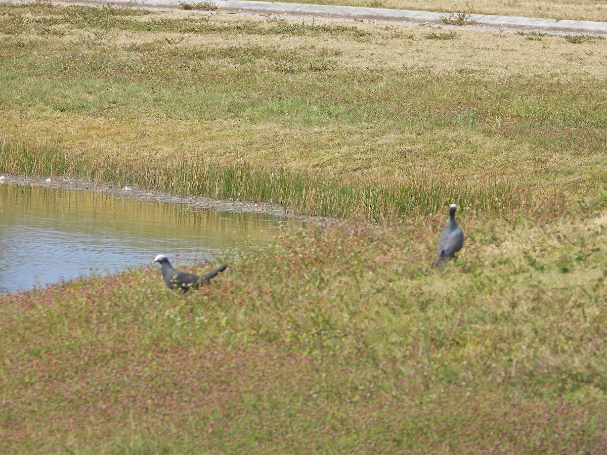 White-crowned Pigeon - ML635345059