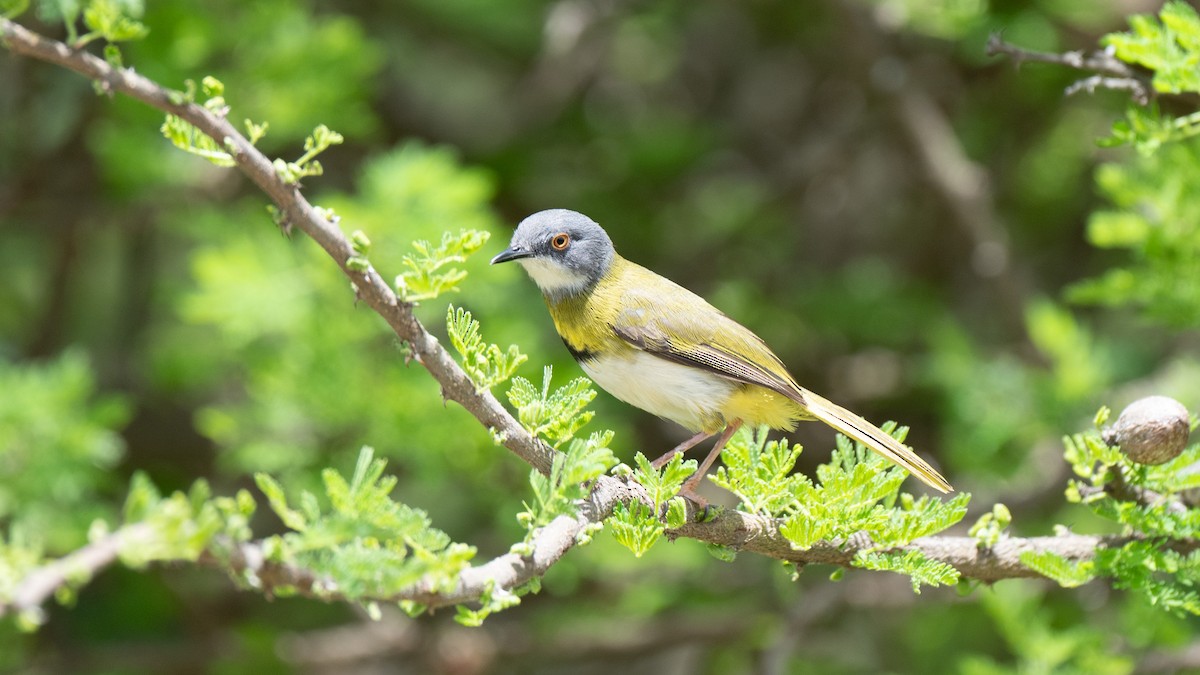 Yellow-breasted Apalis - ML635345066