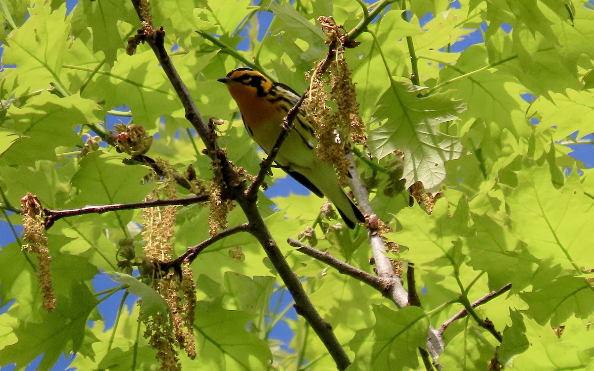 Blackburnian Warbler - ML635345127