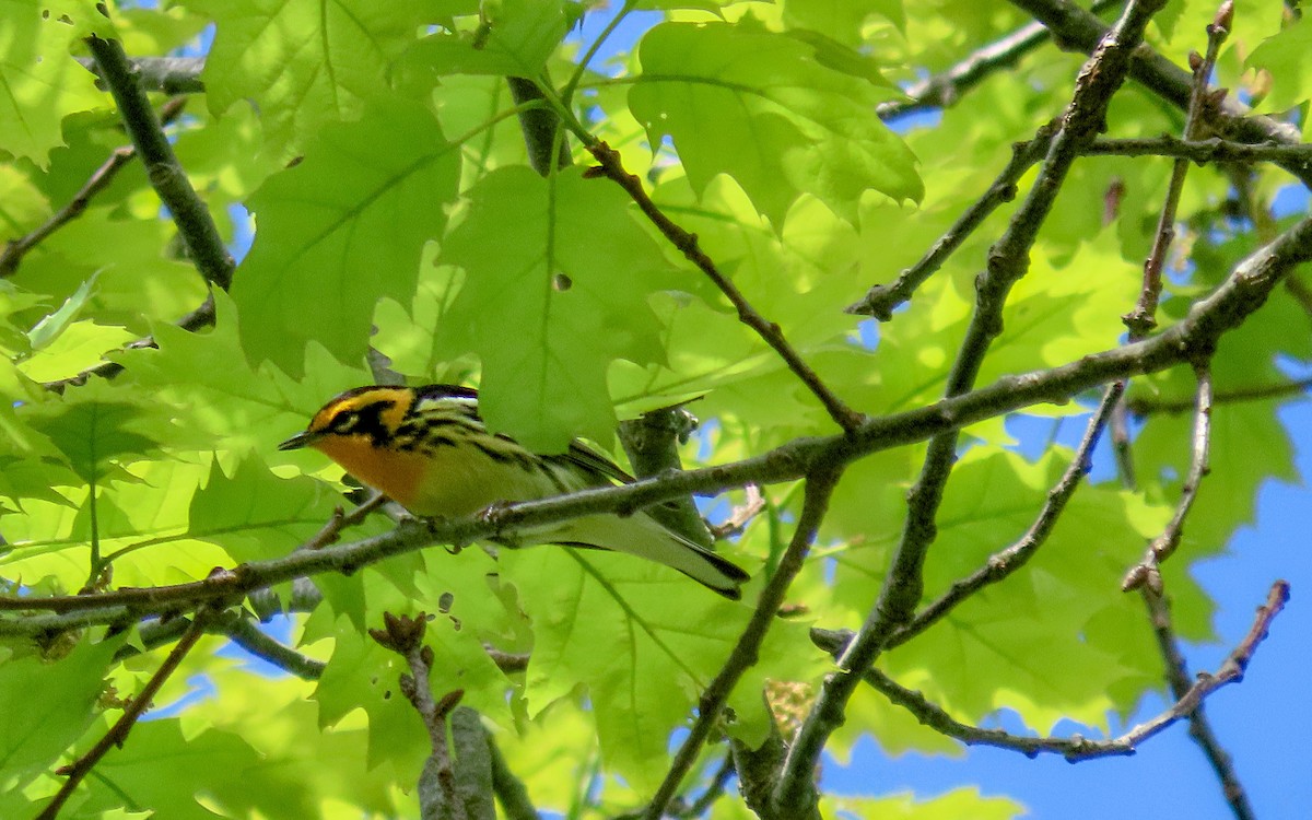 Blackburnian Warbler - ML635345131