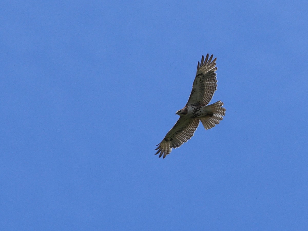 Poiana codarossa - ML635345132