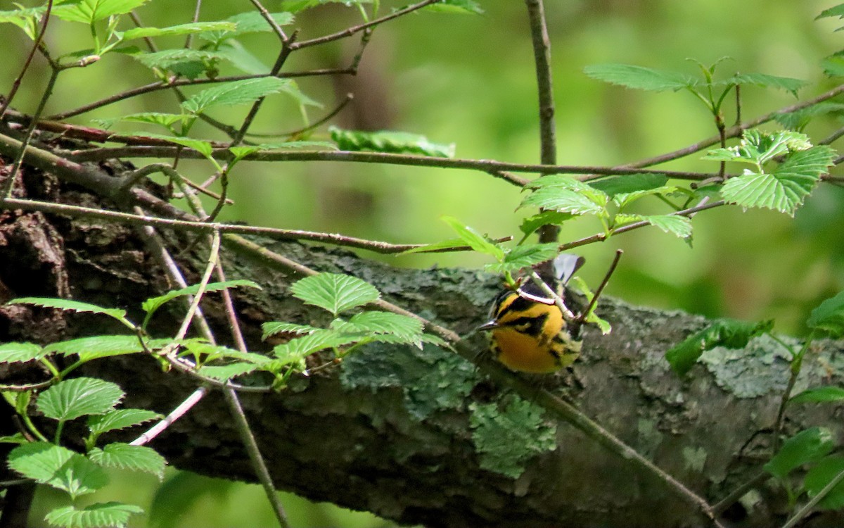 Blackburnian Warbler - ML635345137