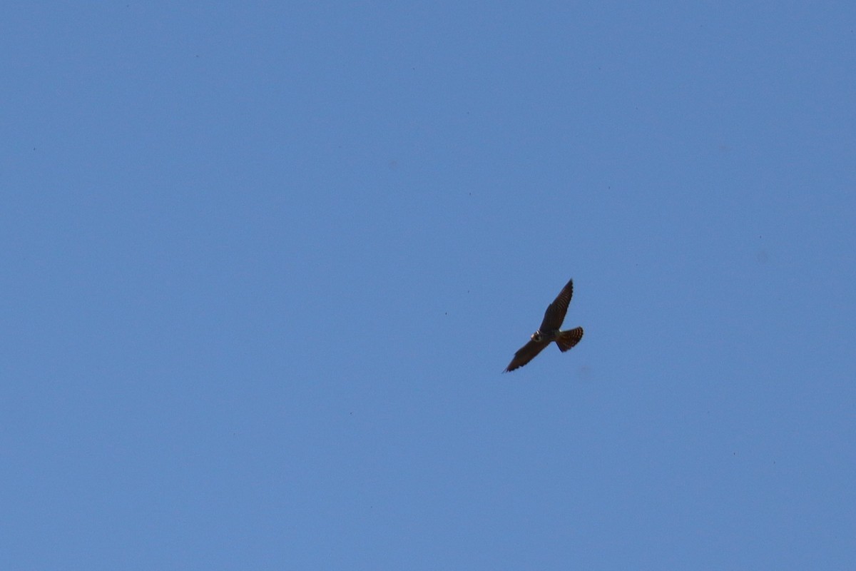 Peregrine Falcon - ML635345139