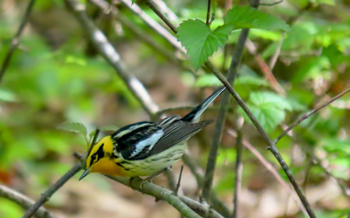 Blackburnian Warbler - ML635345142