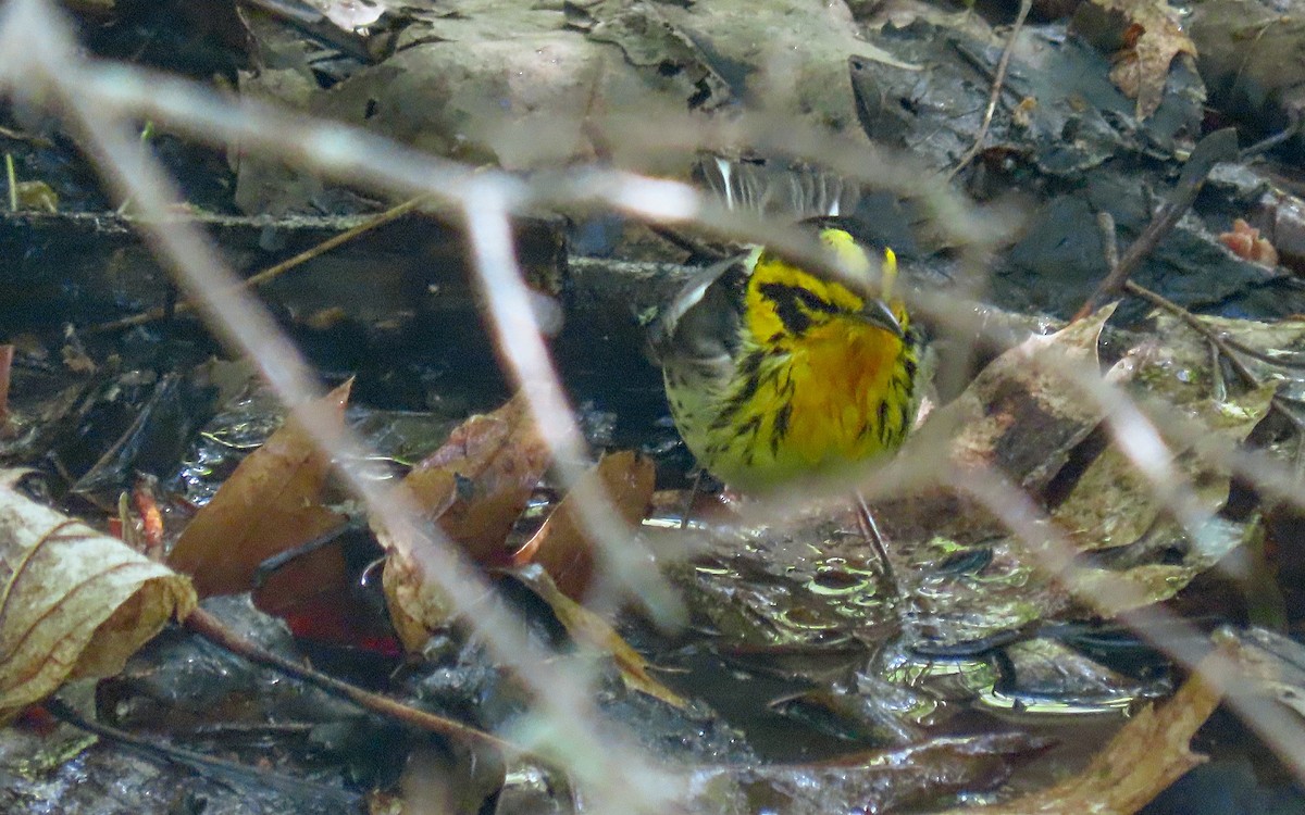 Blackburnian Warbler - ML635345150