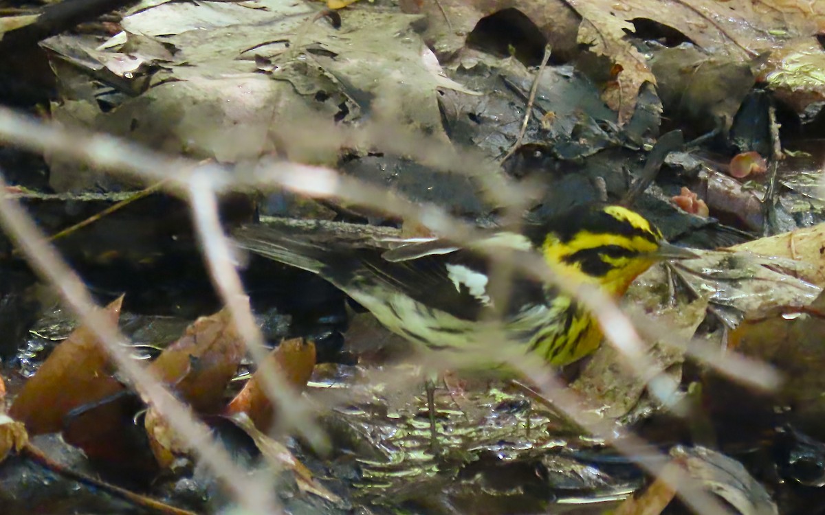 Blackburnian Warbler - ML635345154