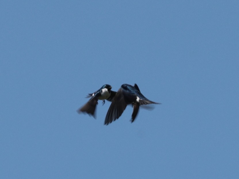 Tree Swallow - ML635345181