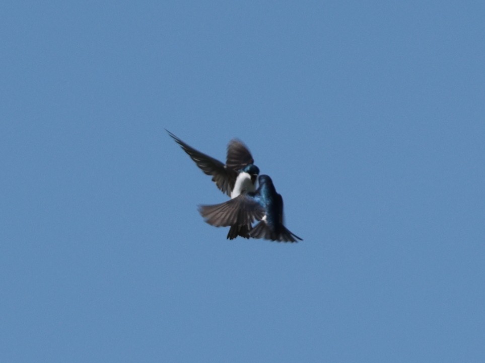 Tree Swallow - ML635345182