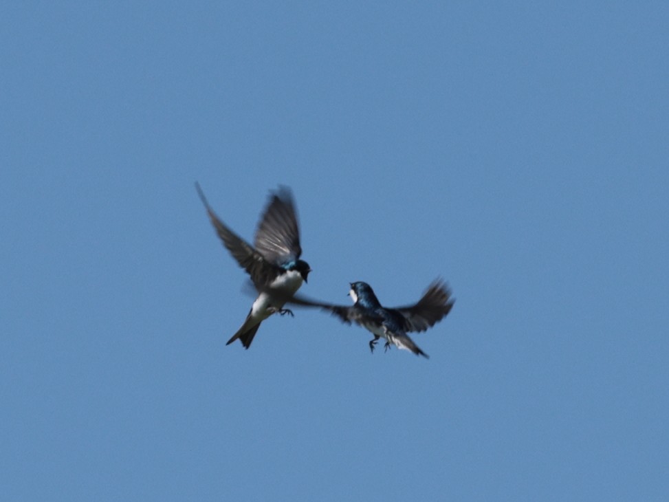 Tree Swallow - ML635345183