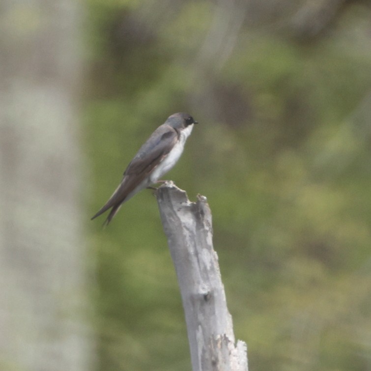 Tree Swallow - ML635345184