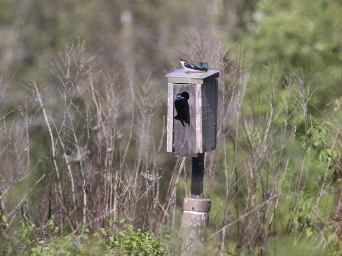 Tree Swallow - ML635345185