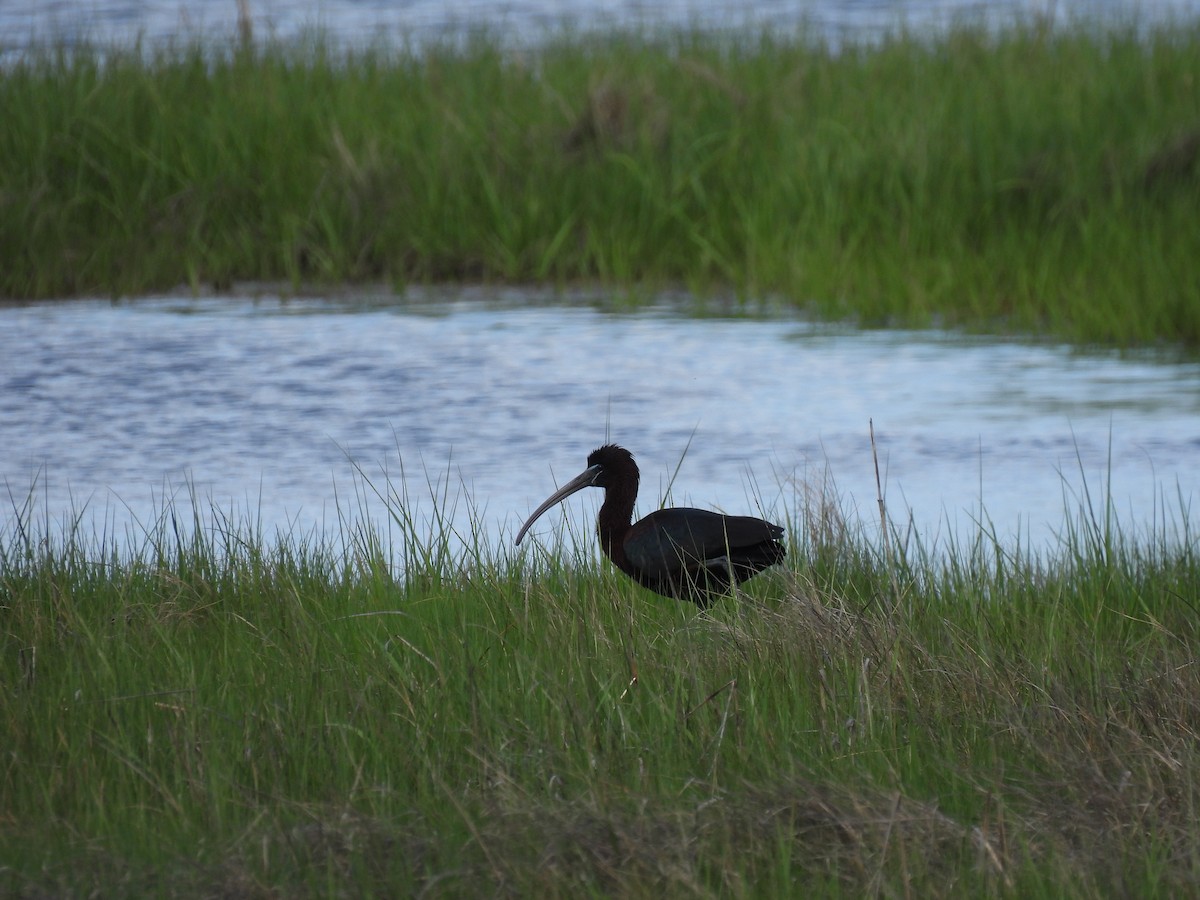 bronseibis - ML635345207