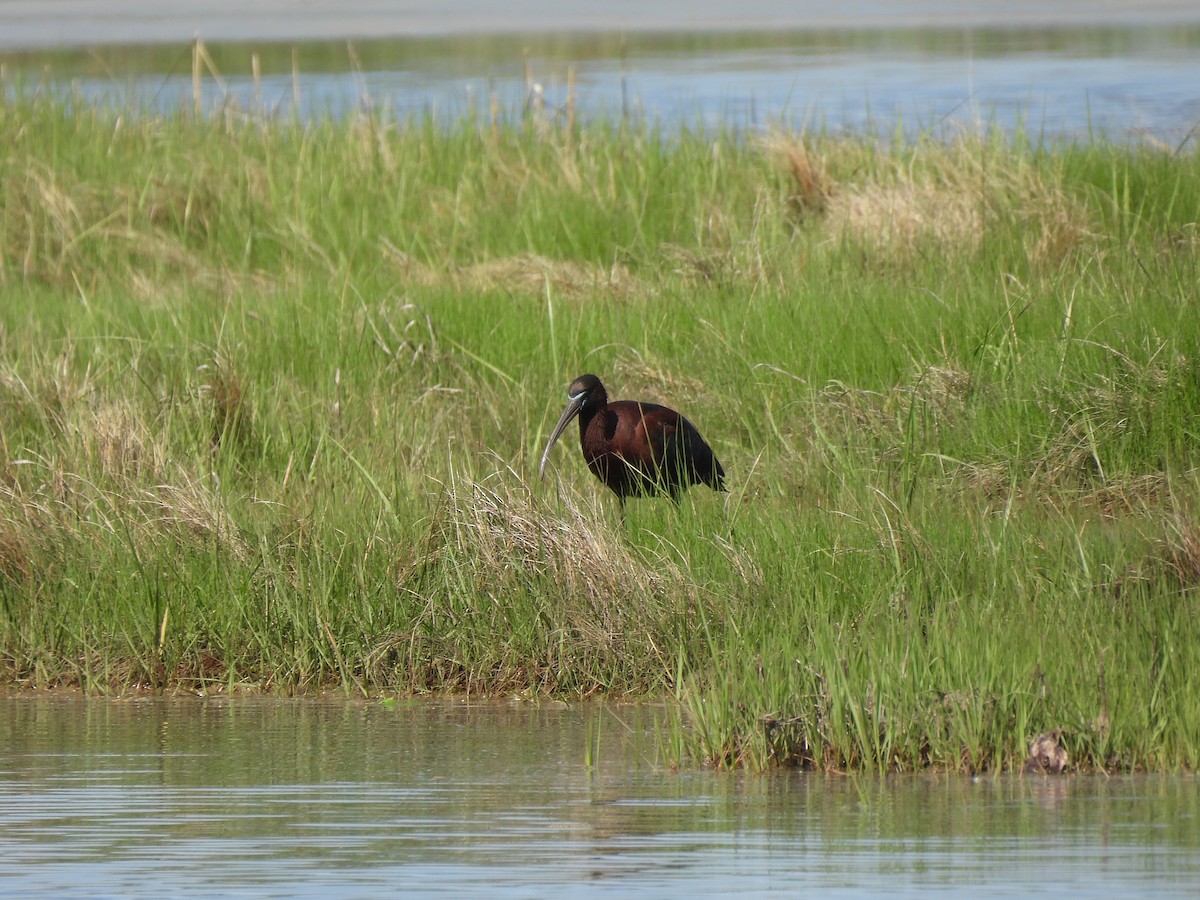 bronseibis - ML635345218