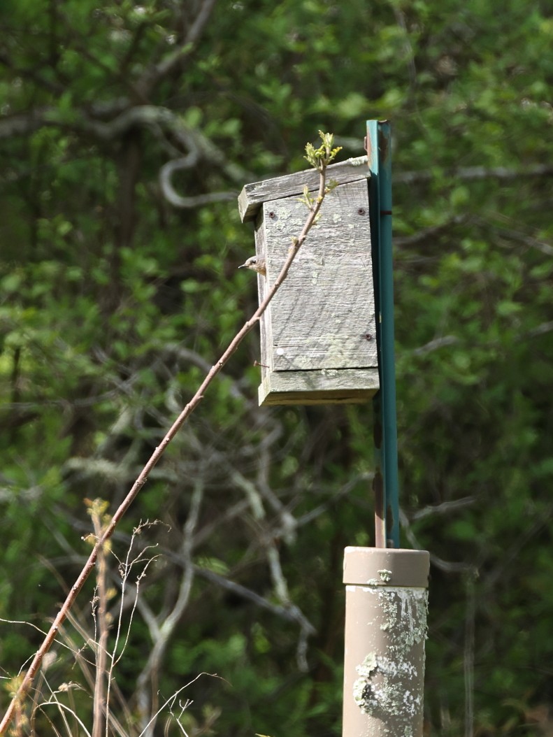 Eastern Bluebird - ML635345220