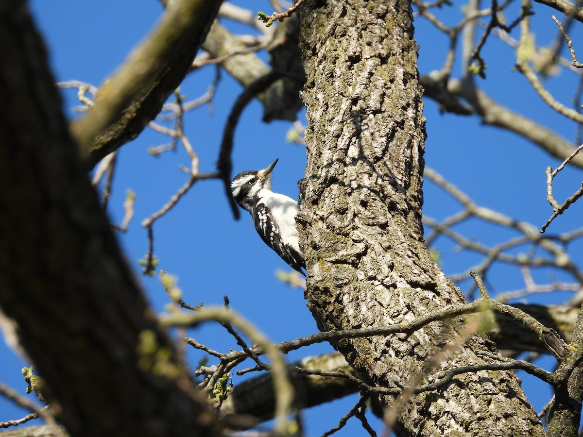 Hairy Woodpecker - ML635345222