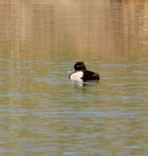 Lesser Scaup - ML635345240