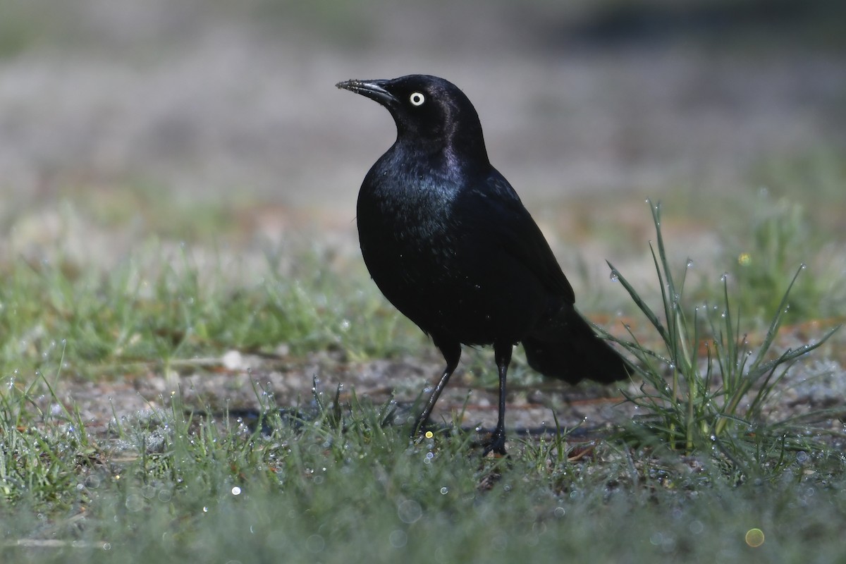 Brewer's Blackbird - ML635345285