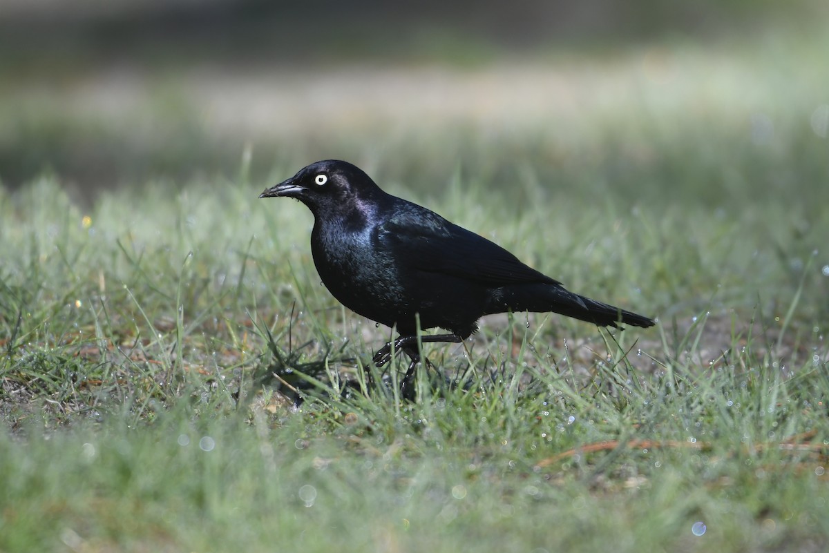 Brewer's Blackbird - ML635345286
