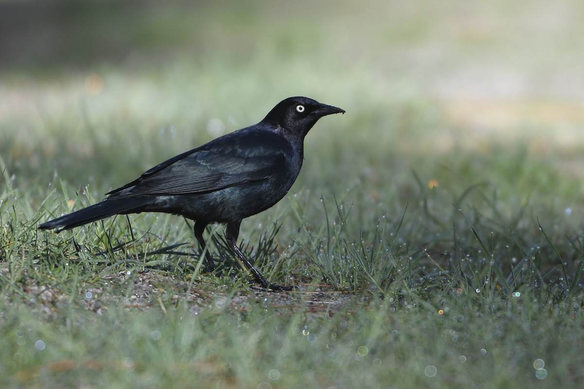 Brewer's Blackbird - ML635345287