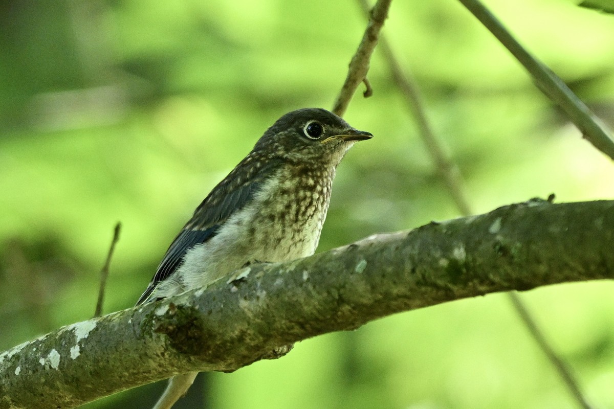 Eastern Bluebird - ML635345354