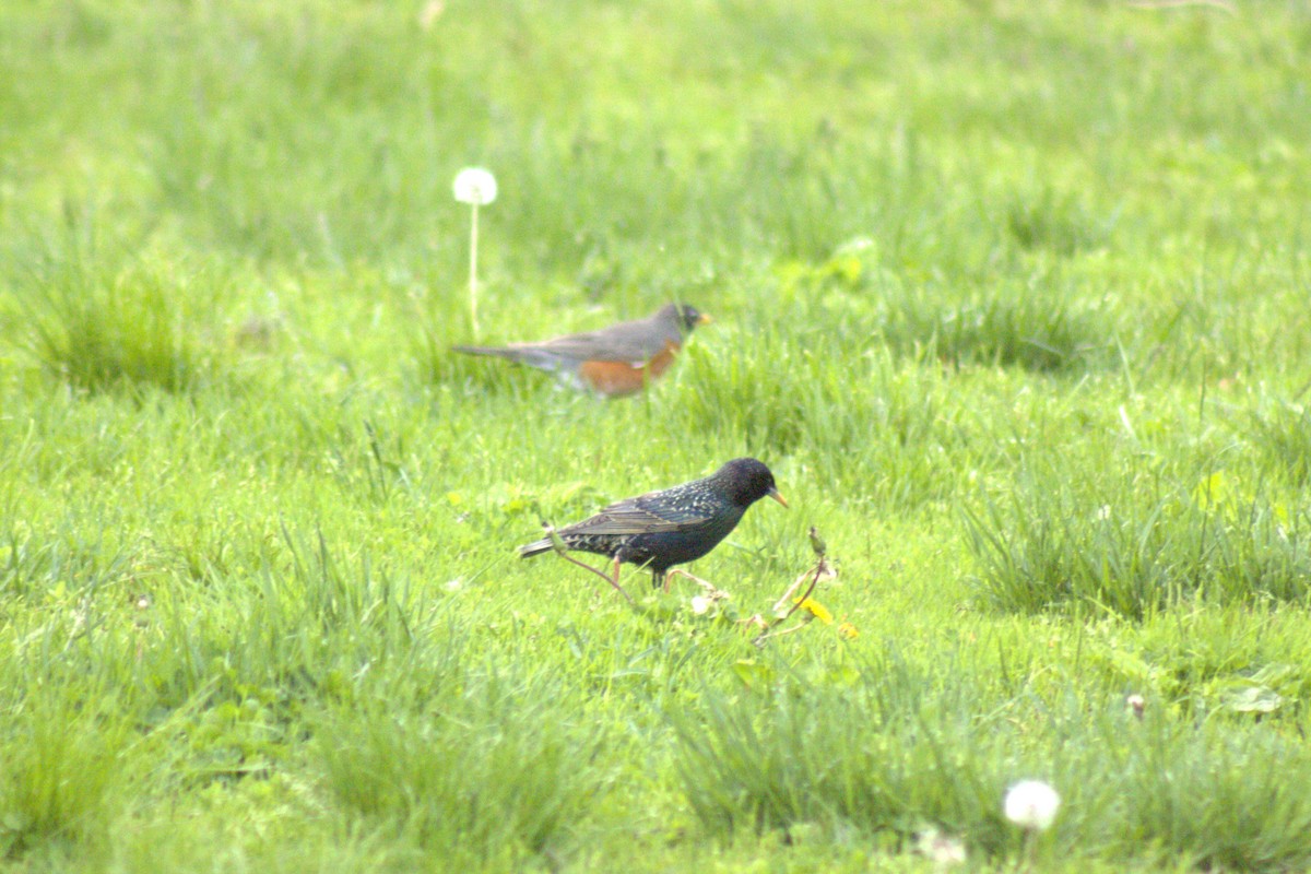 European Starling - ML635345361