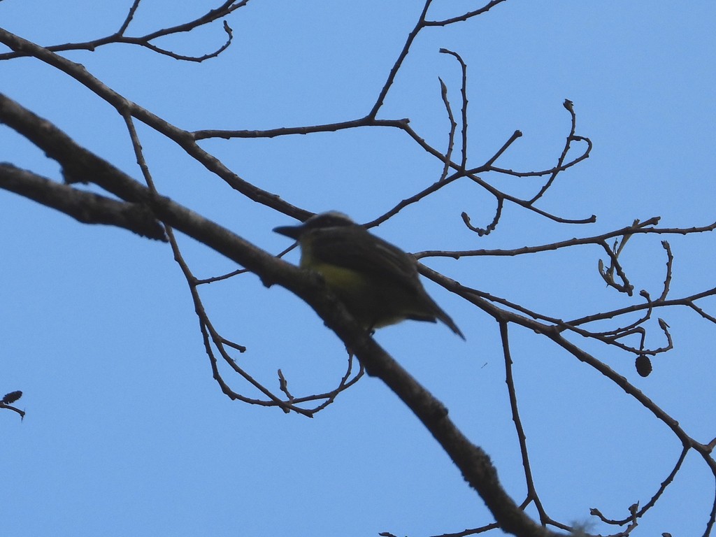 Golden-bellied Flycatcher - ML635345392