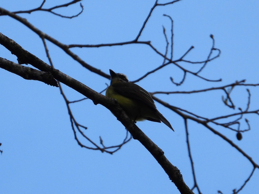 Golden-bellied Flycatcher - ML635345393