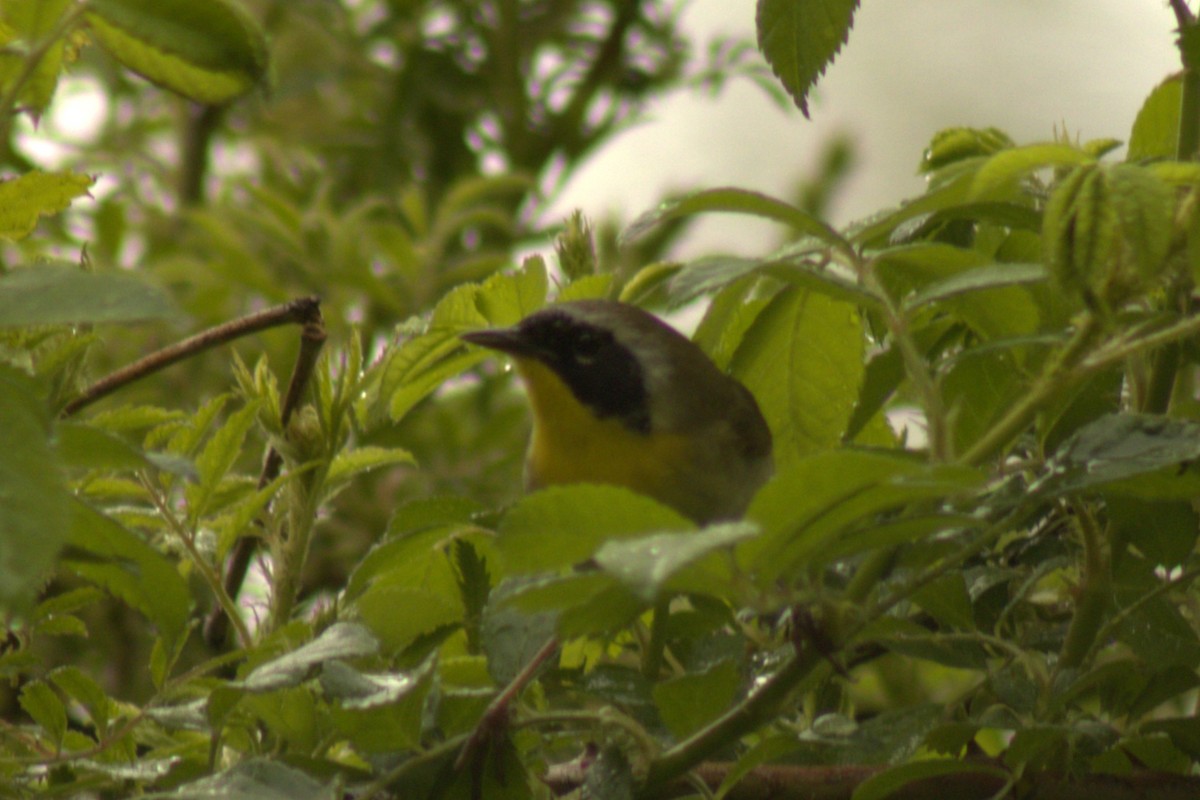Common Yellowthroat - ML635345486