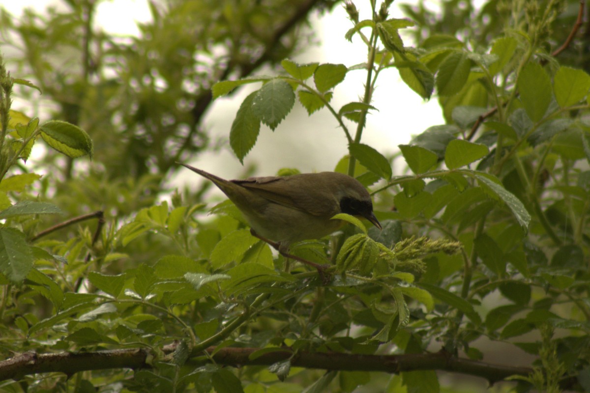 Common Yellowthroat - ML635345487