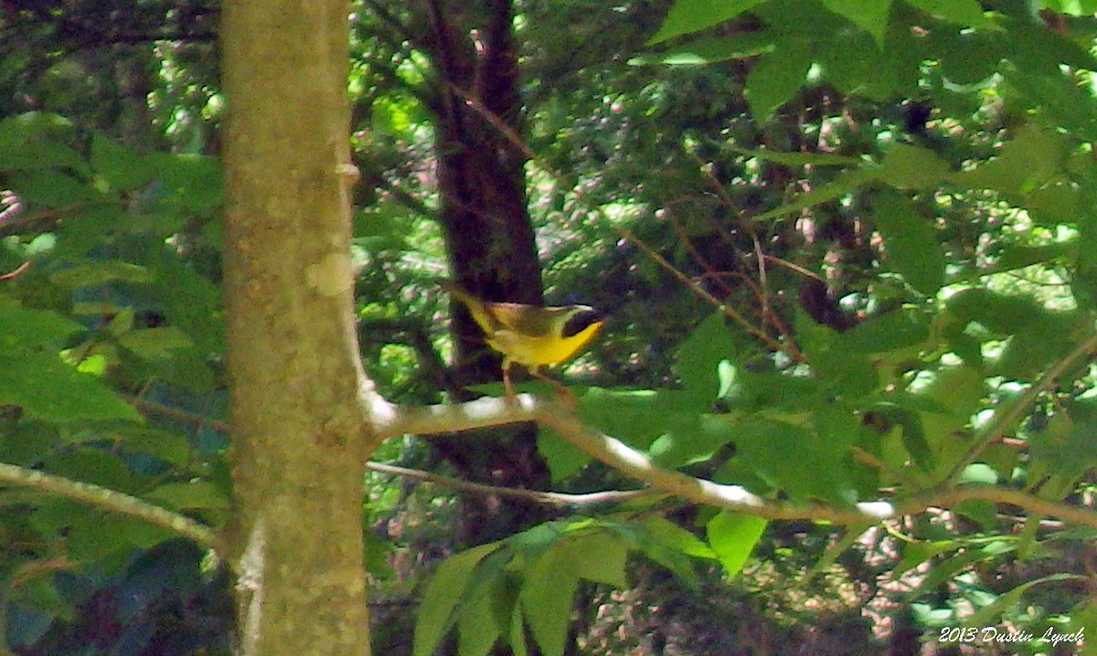 Common Yellowthroat - ML635345489