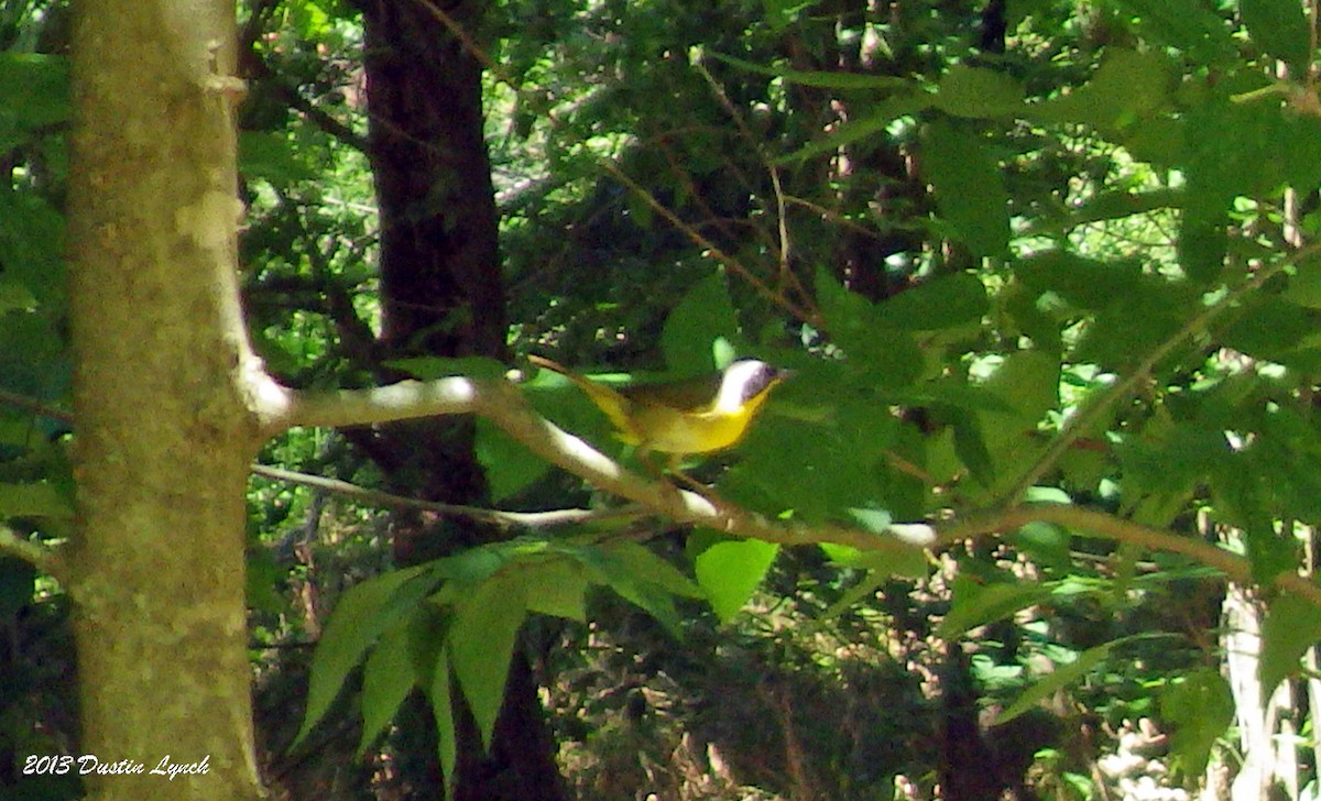 Common Yellowthroat - ML635345490
