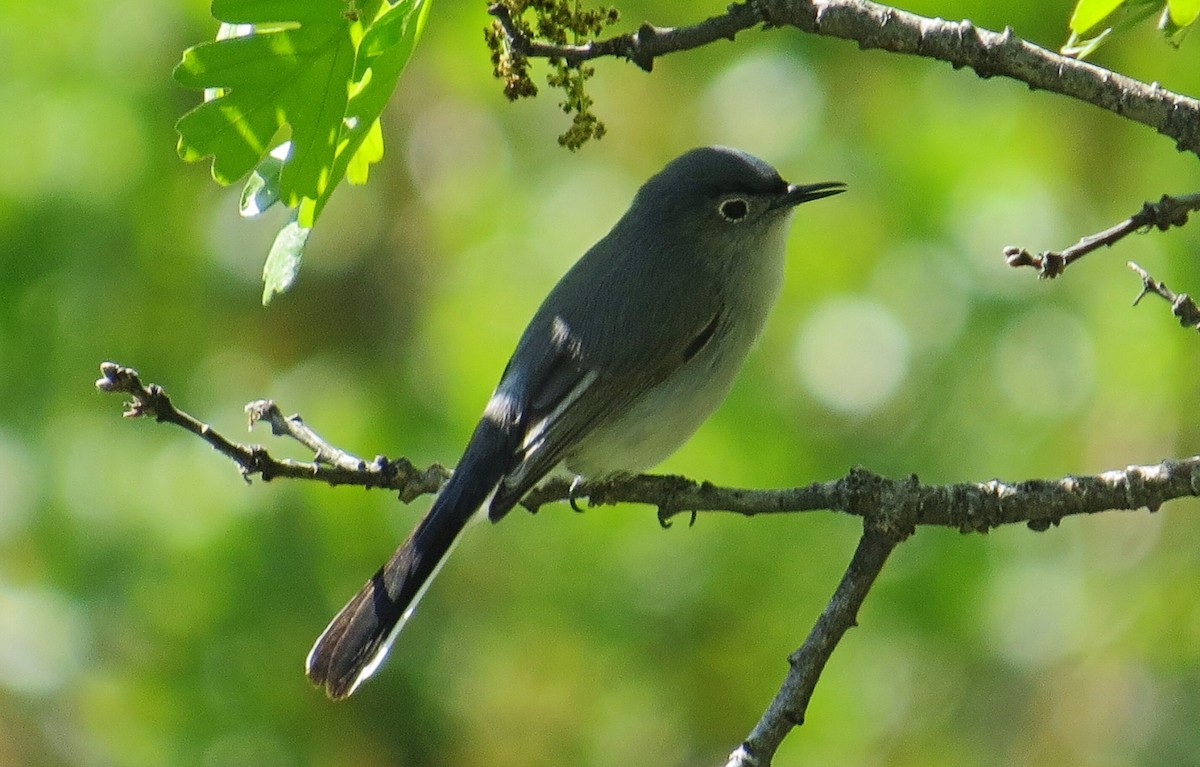 Blue-gray Gnatcatcher - Mike Hearell