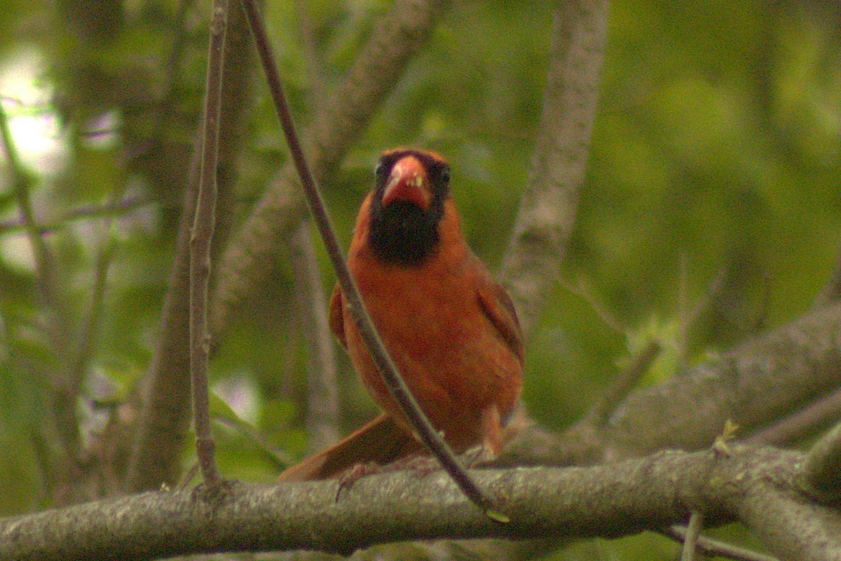 Northern Cardinal - ML635345512