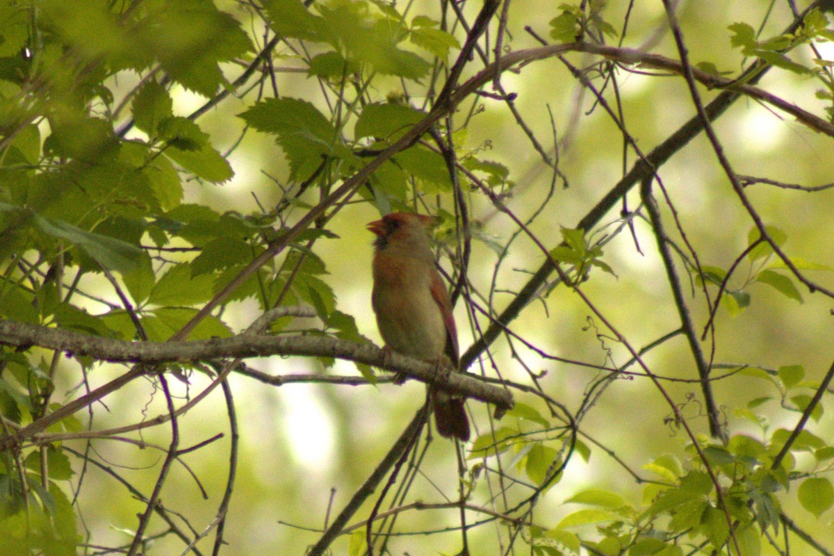 Northern Cardinal - ML635345515
