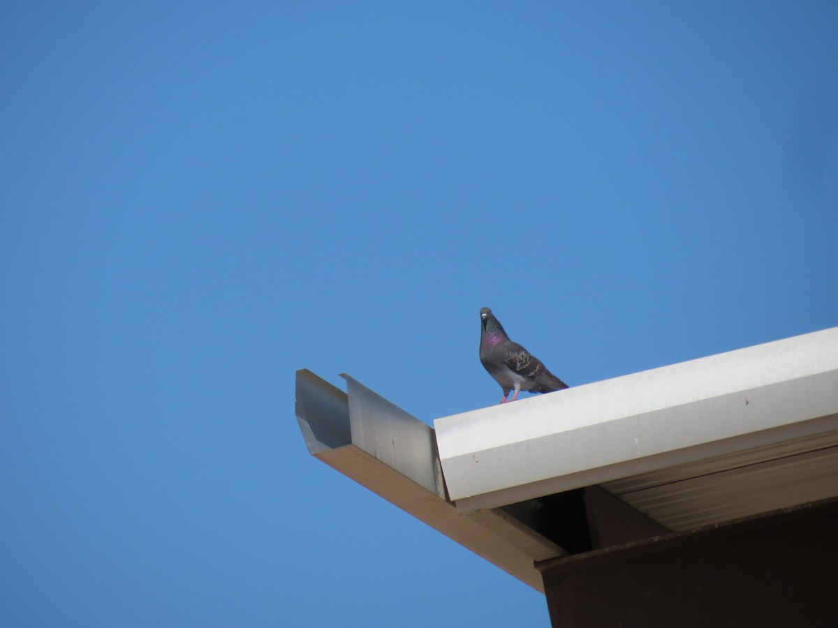 Rock Pigeon (Feral Pigeon) - ML635345544