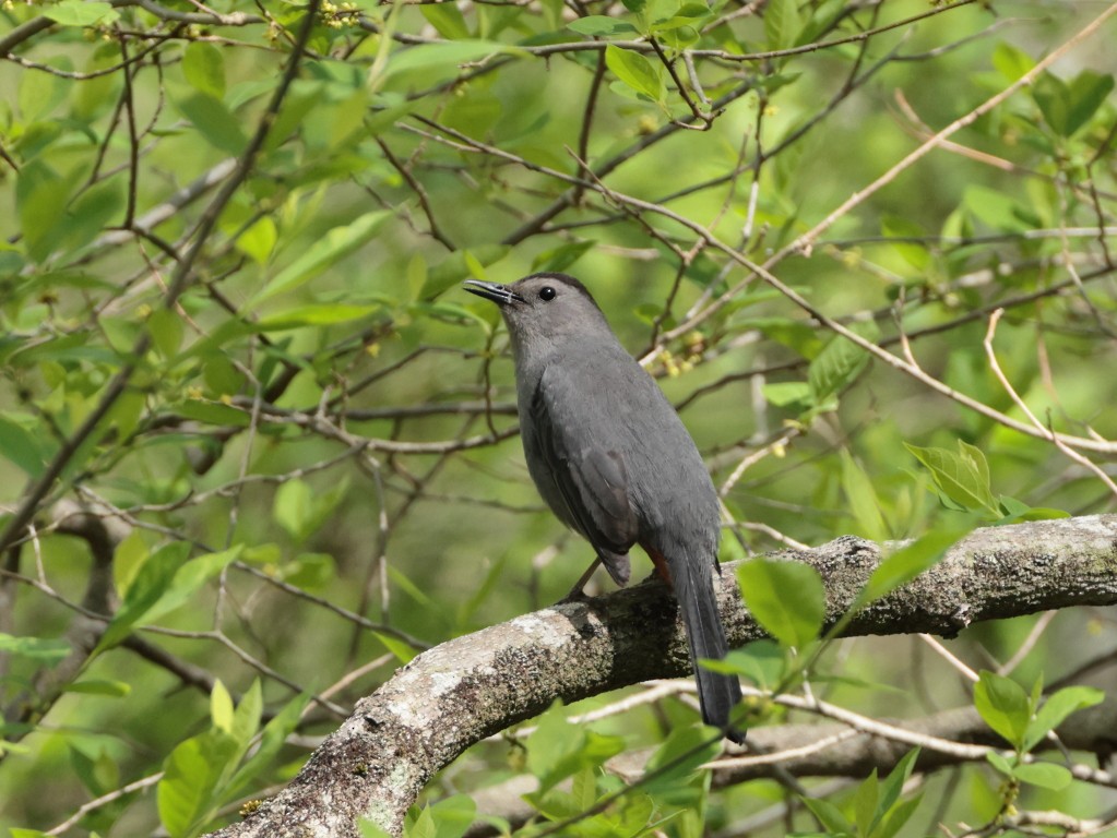 Gray Catbird - ML635345545