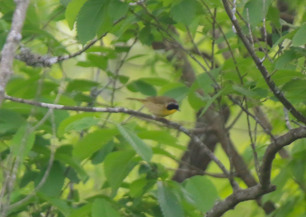 Common Yellowthroat - ML635345623
