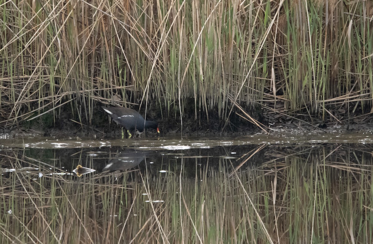 Common Gallinule - ML635345636