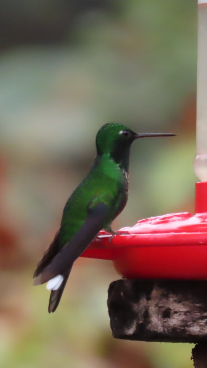 Rufous-vented Whitetip - ML635345657