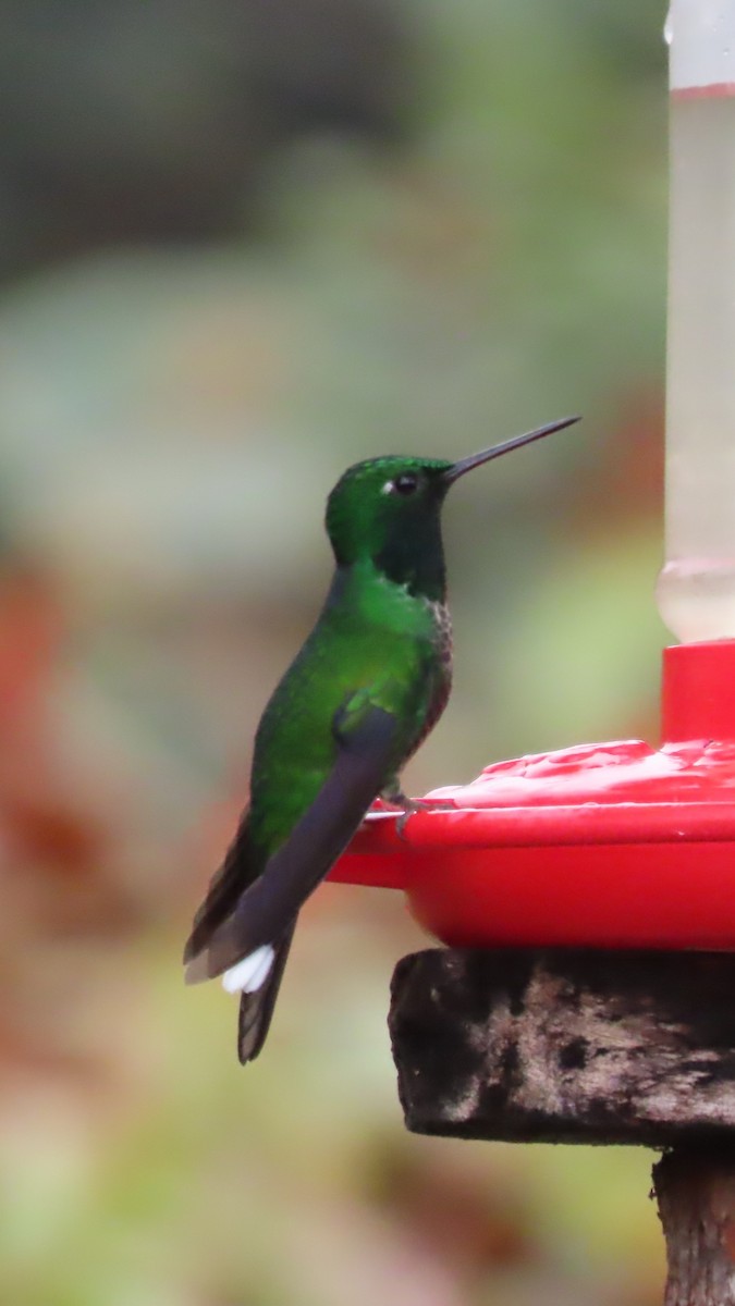Rufous-vented Whitetip - ML635345658