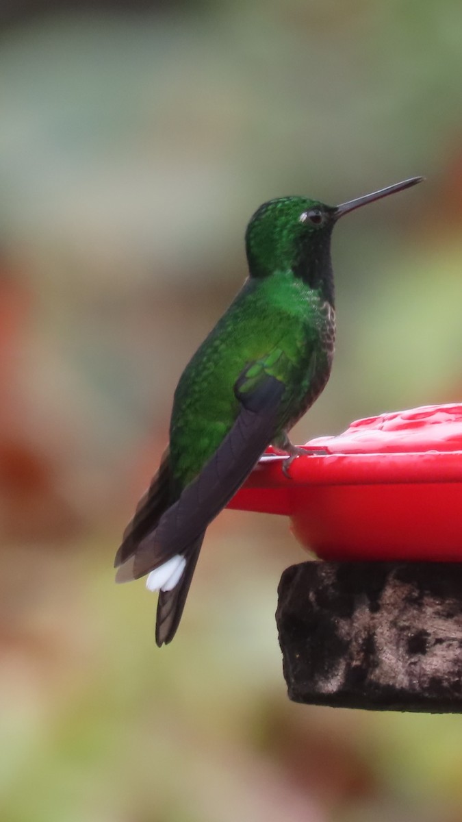 Rufous-vented Whitetip - ML635345659