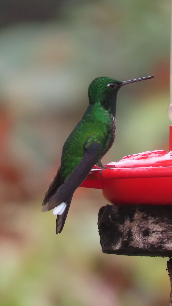 Rufous-vented Whitetip - ML635345660