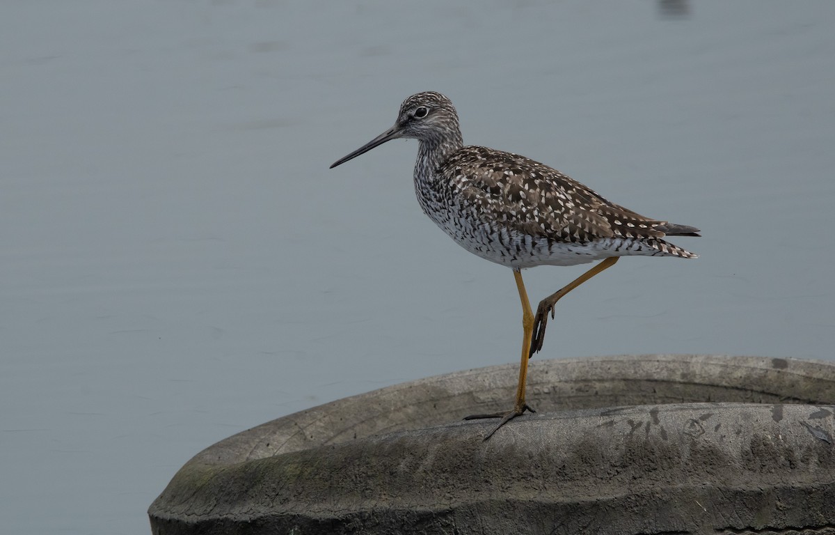 Greater Yellowlegs - ML635345669