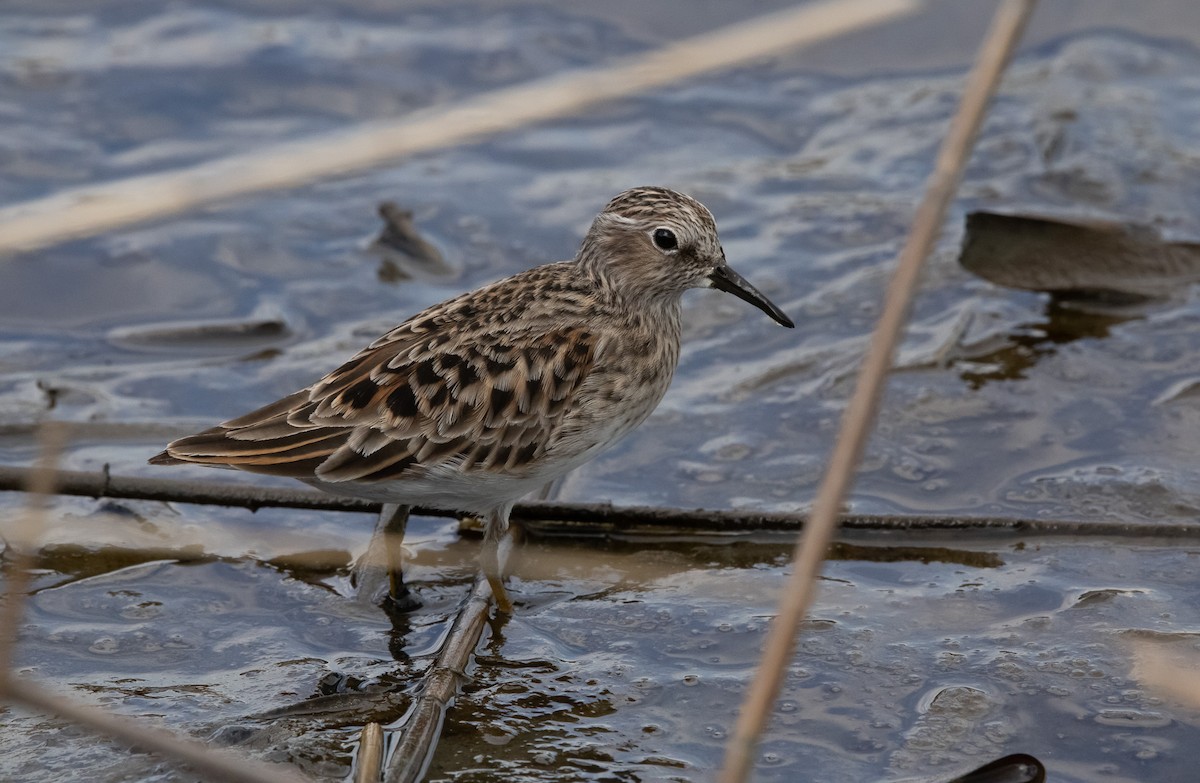 Least Sandpiper - ML635345680