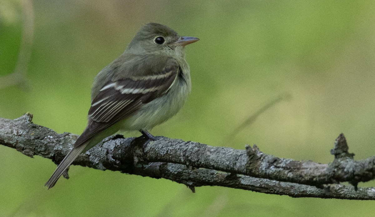 Buchenschnäppertyrann - ML635345690