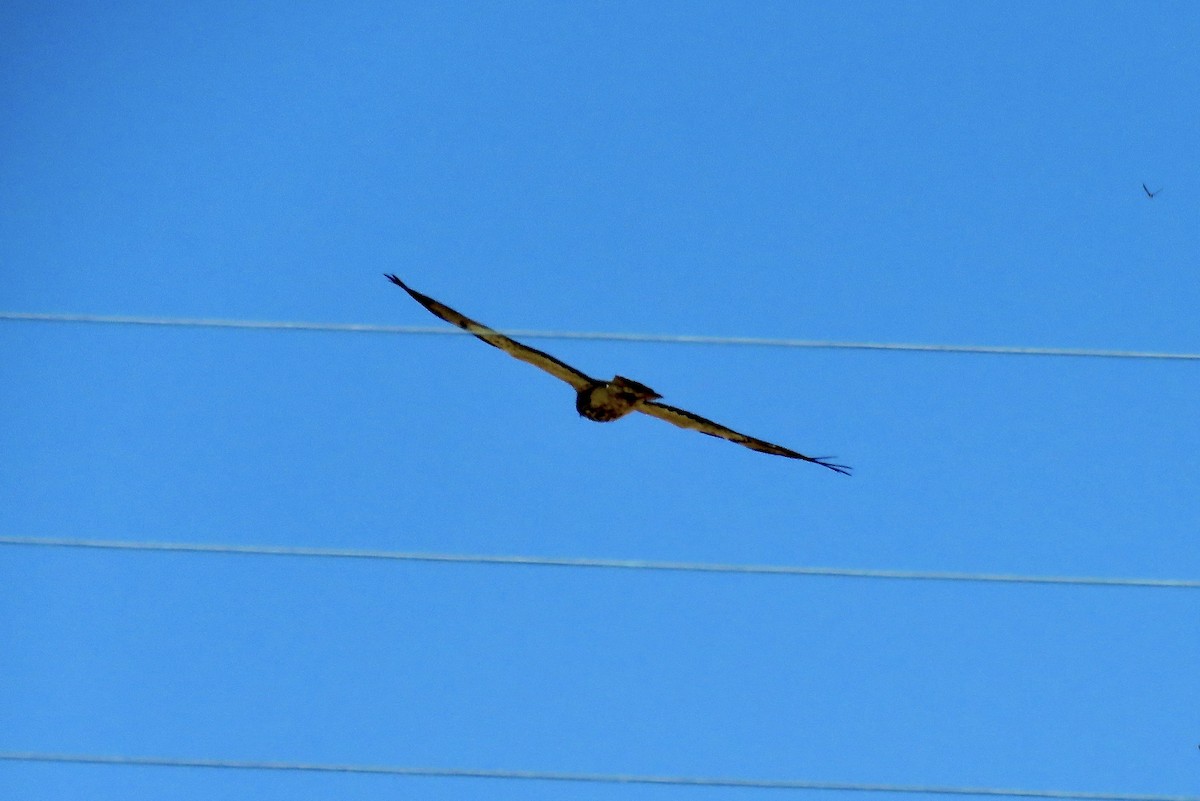 Swainson's Hawk - ML635345707