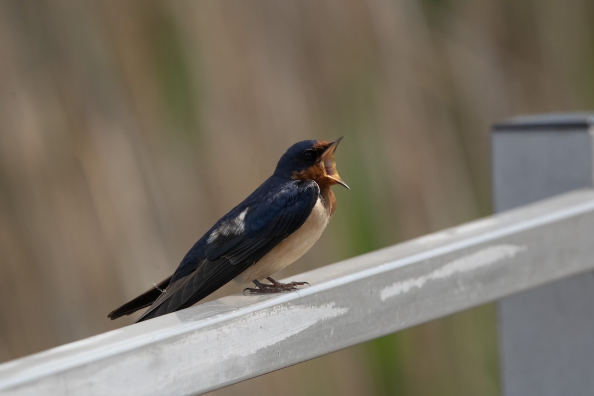 låvesvale (erythrogaster) - ML635345756