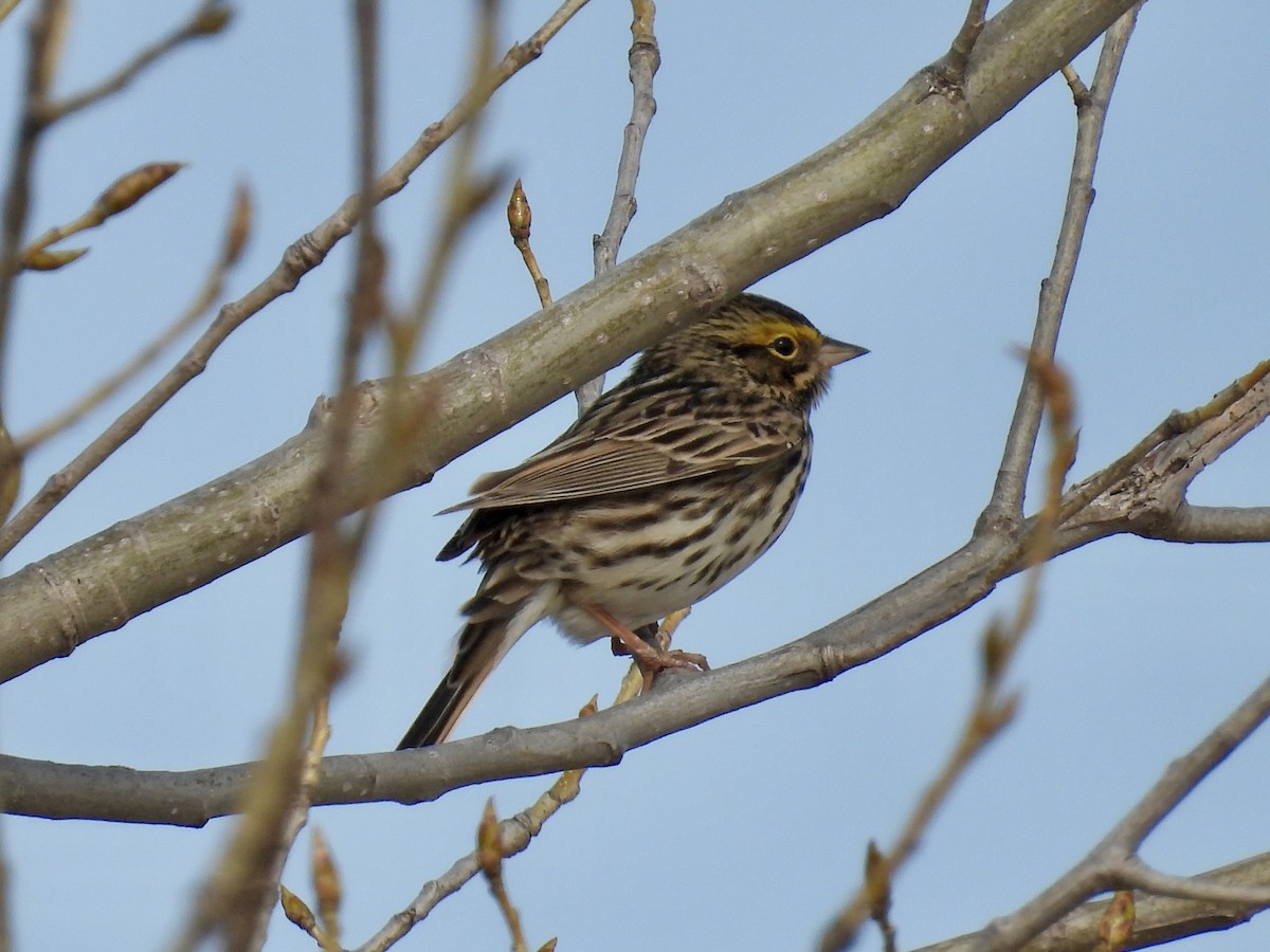 Savannah Sparrow - ML635345766
