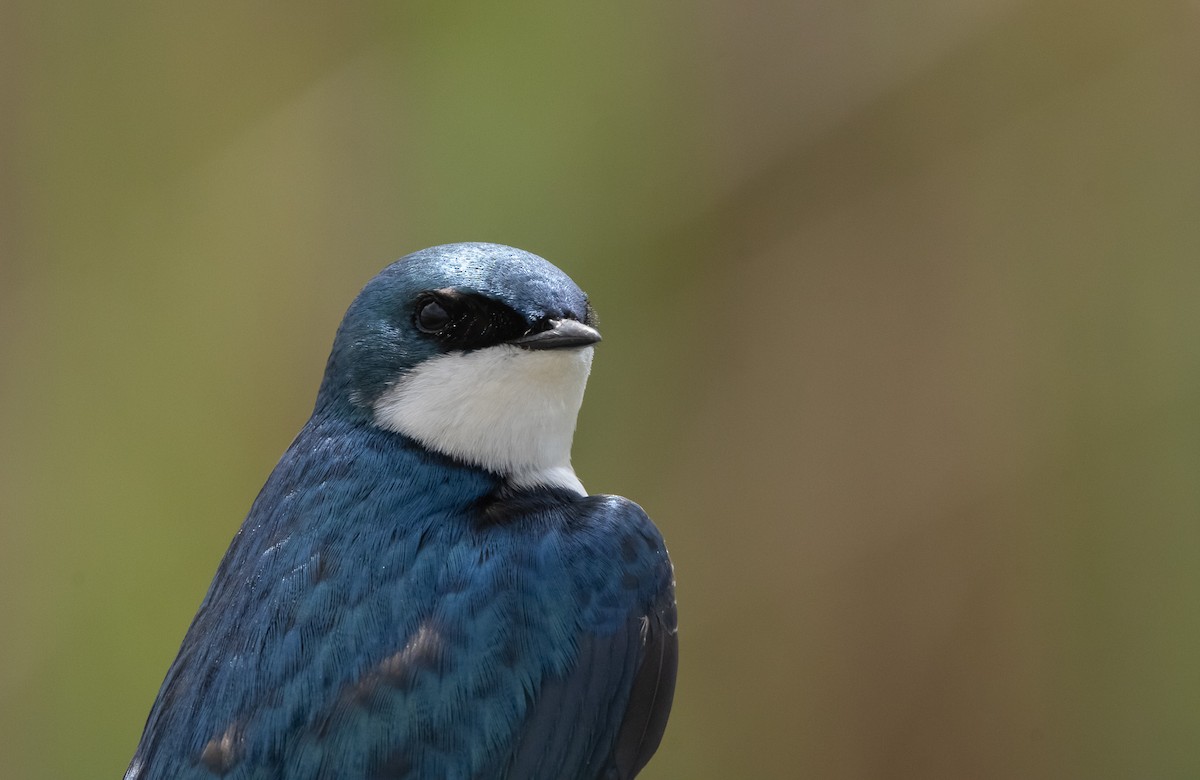 Tree Swallow - ML635345770