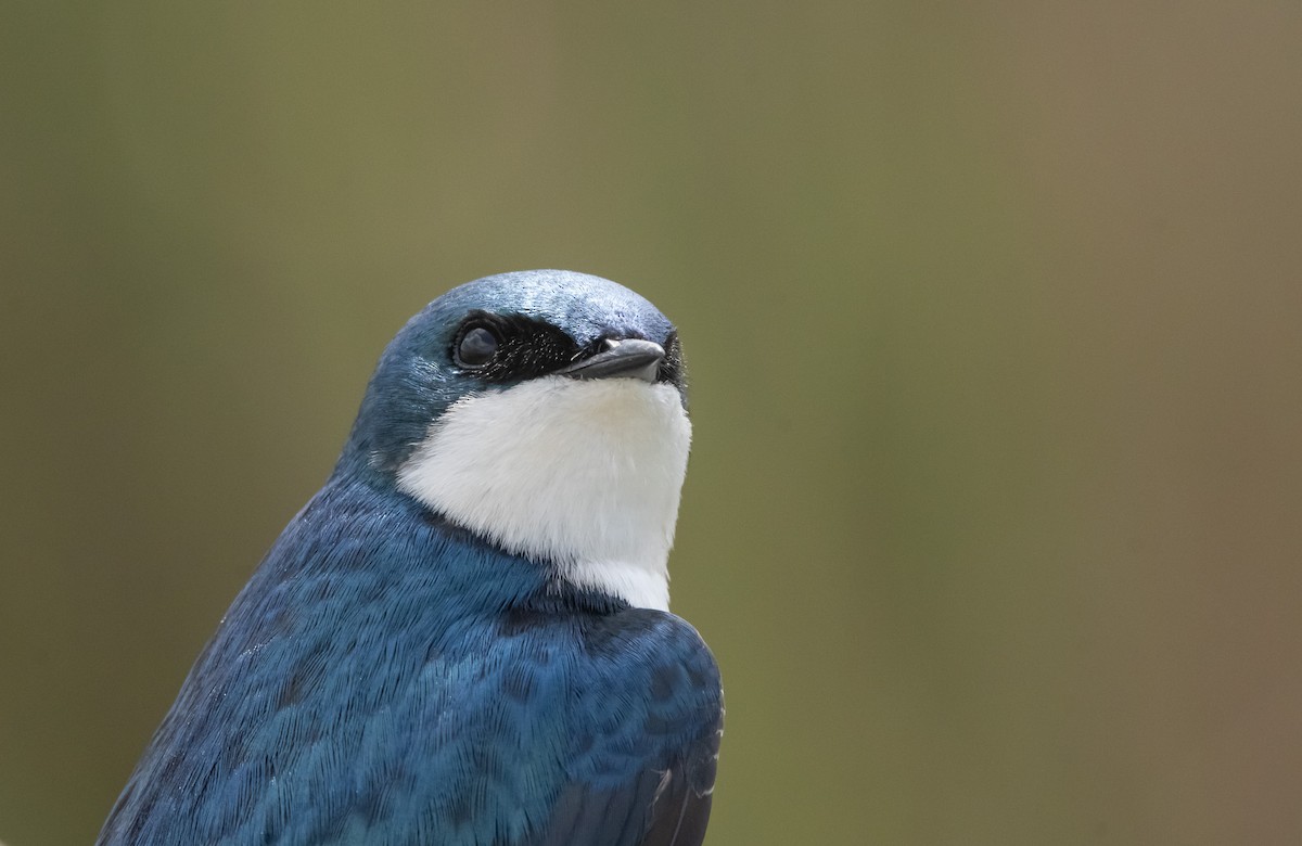 Tree Swallow - ML635345772
